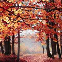 下一個金礦在這裏 生物質能産業經營漸成規模